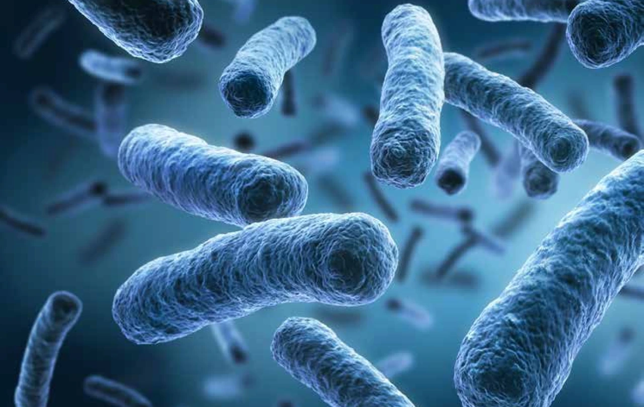 Imagen de referencia Vitroids y LENTICULE: Estándares para microbiología
